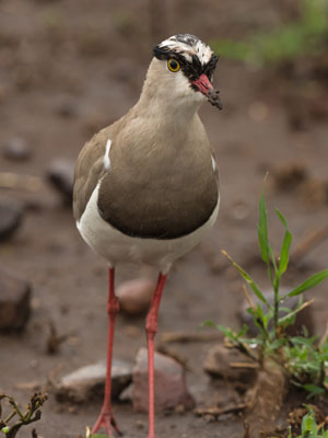 lapwing