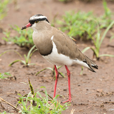 lapwing