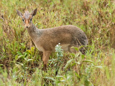 dikdik