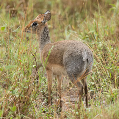 dikdik