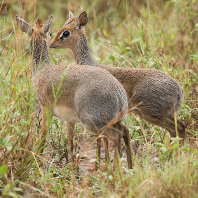 dikdik