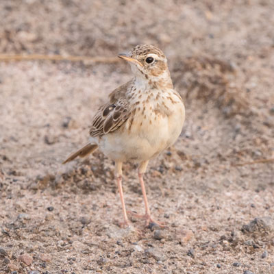 pipit