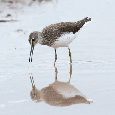 sandpiper