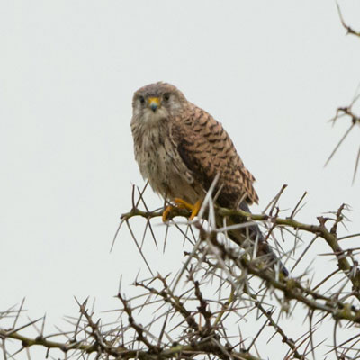 kestrel