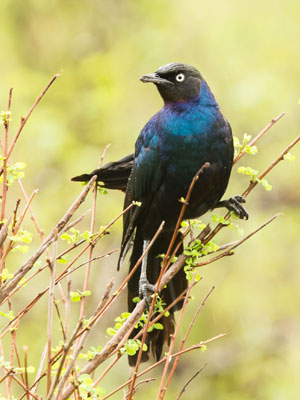 long tailed starling