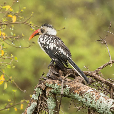 hornbill
