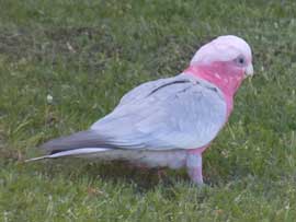 galah