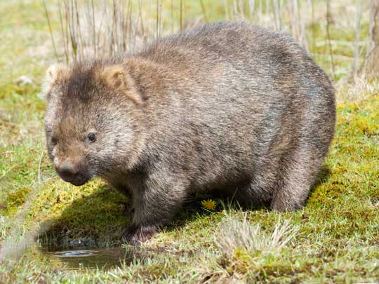 wombat