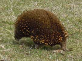 echidna