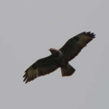 buzzard