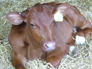 calf