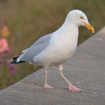 gull