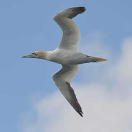 gannet