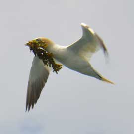 gannet