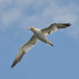 gannet