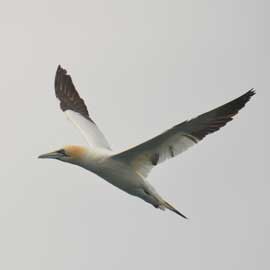 gannet