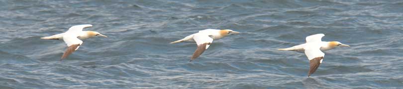 gannet
