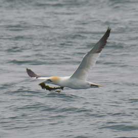 gannet