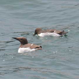 guillemot