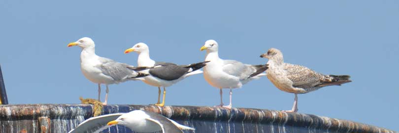 gulls