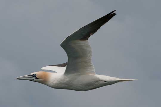gannet
