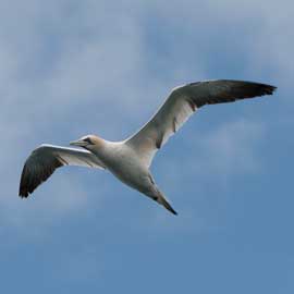 gannet