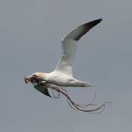 gannet