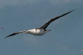 gannet