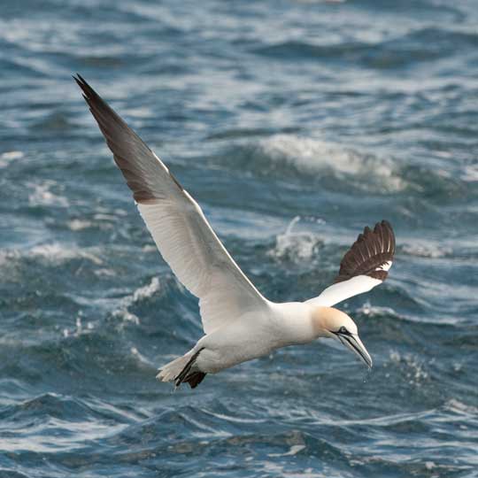 gannet