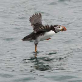 puffin