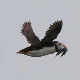 puffin