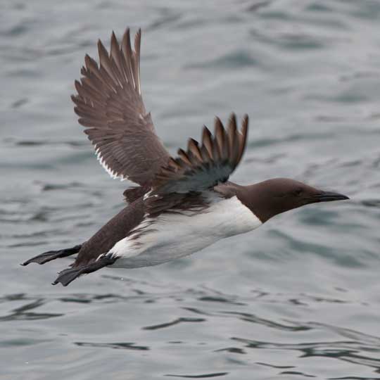guillemot