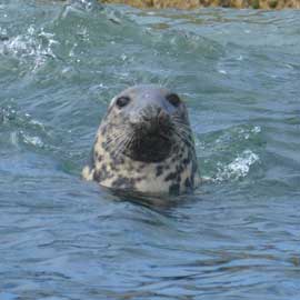 seal