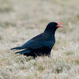 chough