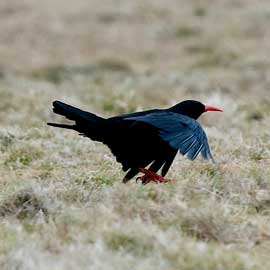 chough