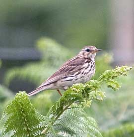 meadow pippit