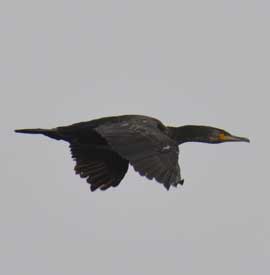 cormorant