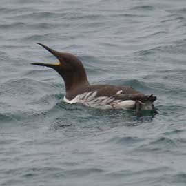 guillemot
