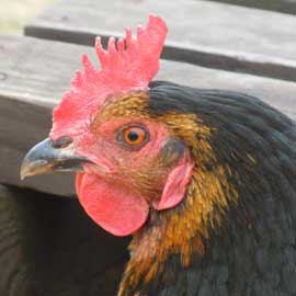 hen