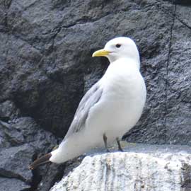 kittiwake