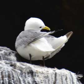 kittiwake