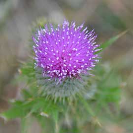 thistle
