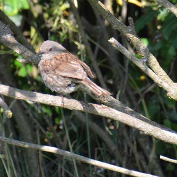 dunnock