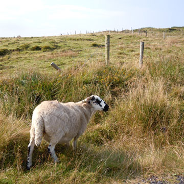 sheep