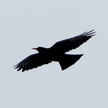 chough