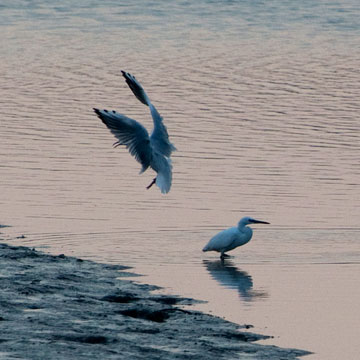 egret
