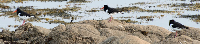 oyster catchers