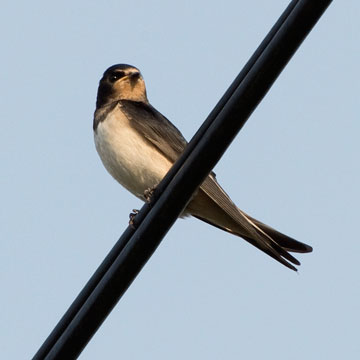 swallow