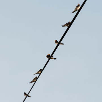 swallows