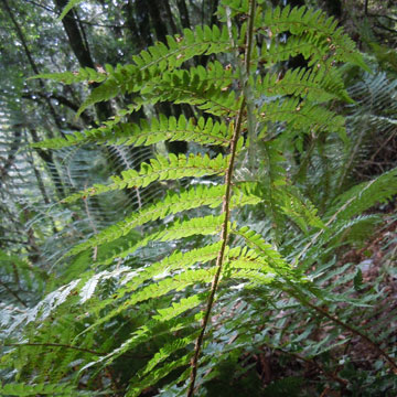 fern
